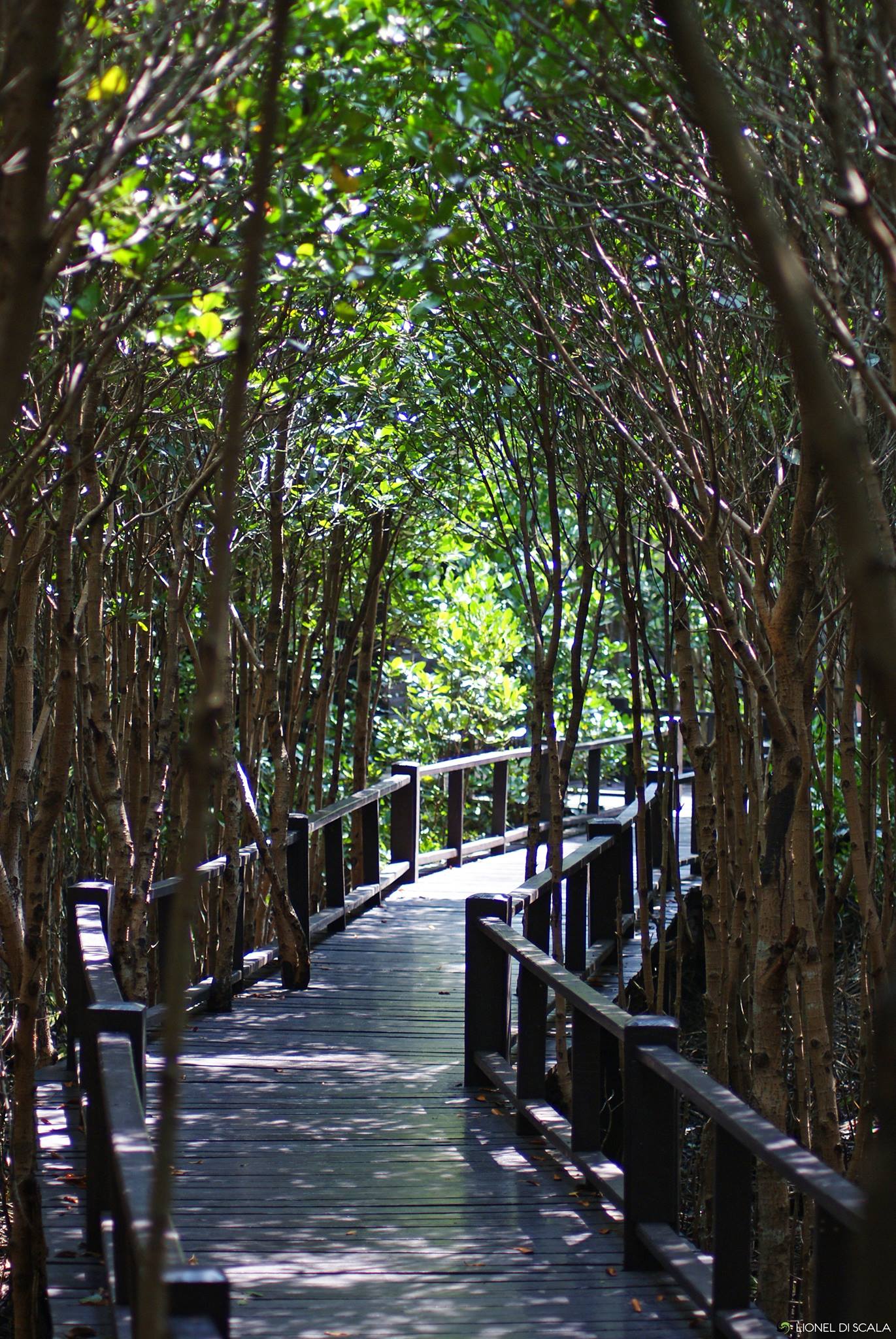 Sentier de la Canopée